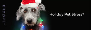 4 Tips for Reducing Pet Stress During the Holiday Season
