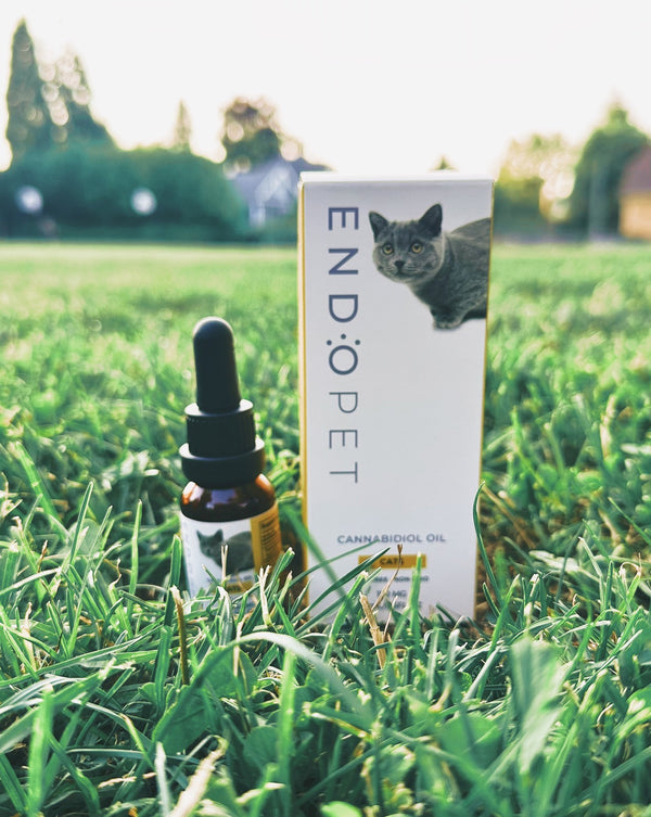 CBD Oil for Cats