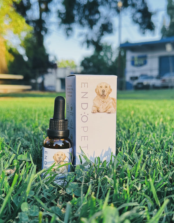 CBD Oil for Dogs