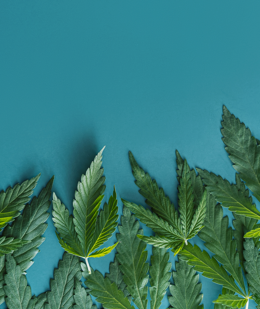 Hemp leaves fanned out on a blue background, top-down view